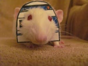 Dress your rat up as R2D2