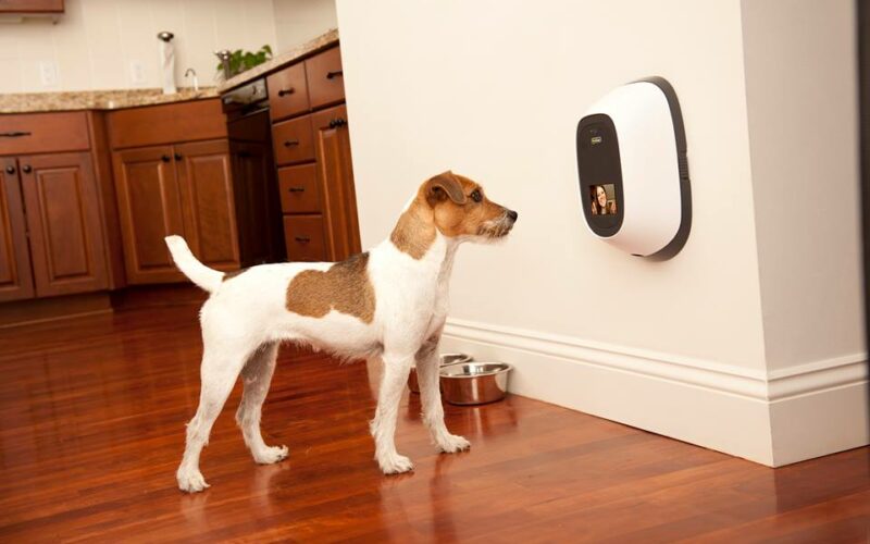 Some of the Best Pet Cams Out There Gadget Advisor
