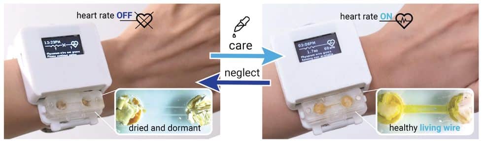 smartwatch with living organism