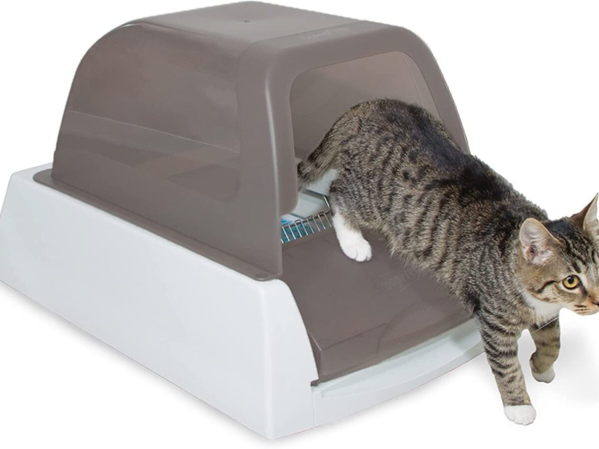 Top 5 cat gadgets for owners with cash to spare