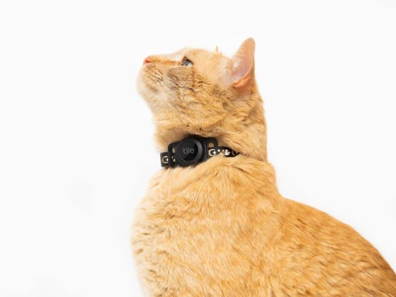 Tile releases tracking tags for cats
